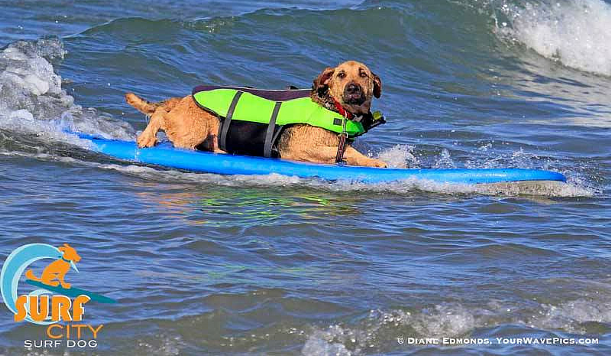 波を華麗に乗りこなせ カリフォルニアで行われる犬のサーフィン大会が最高に熱いよ The Woof イヌメディア