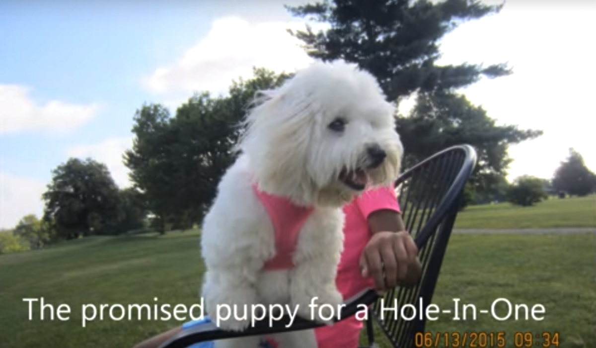 Hole in one puppy2
