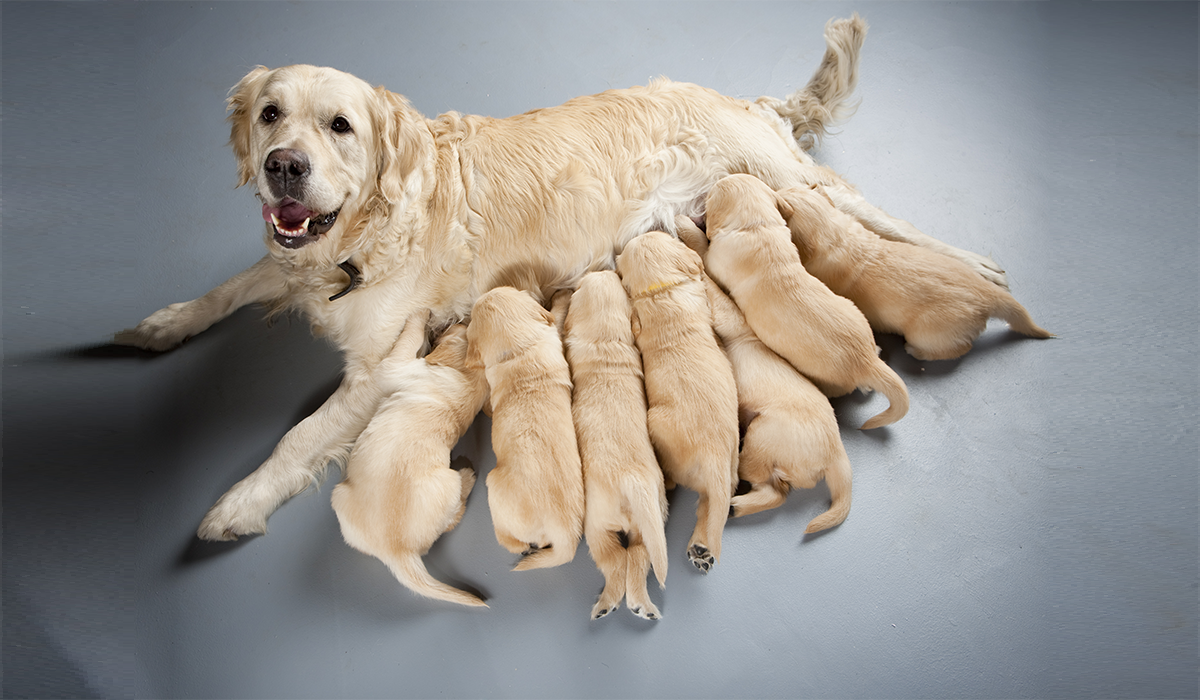 犬は一回の分娩で何匹の子犬を産むの？ギネス記録はマスティフの24匹！ the WOOF イヌメディア