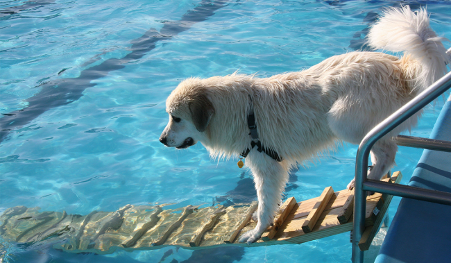 水が嫌いな犬たち〜苦手、怖い、面倒くさい！水泳断固拒否ワンコにやってはいけない事 | the WOOF イヌメディア