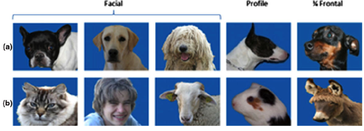 1294 Fig 2 Examples of stimuli used a Dog heads displaying the variety of dog breeds shape