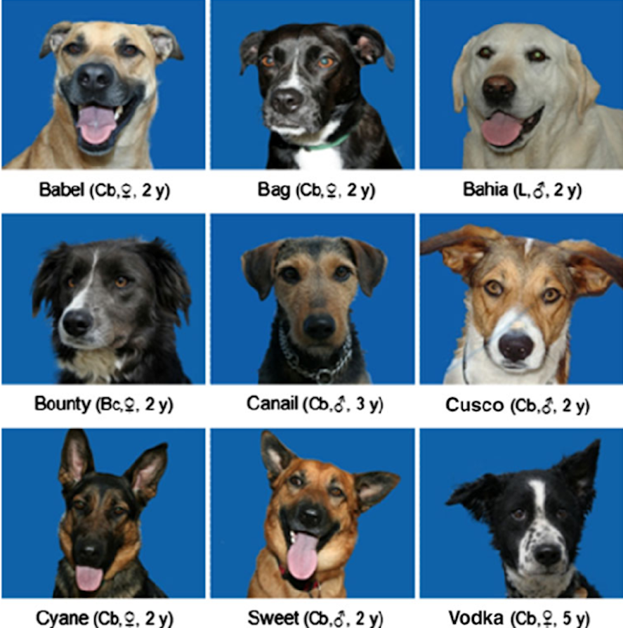 1294_Fig-1-Dog-subjects