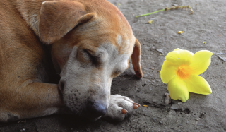 エッセンシャルオイルは犬にとって安全ですか?