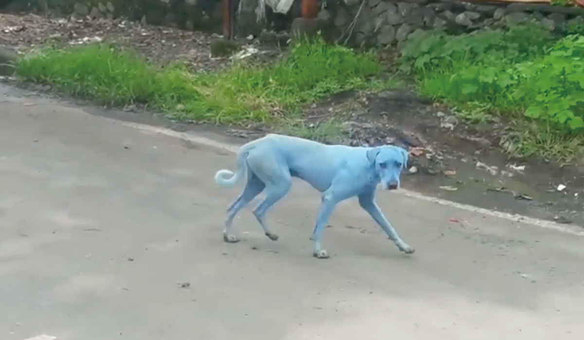 青い犬 産業廃棄物が野良犬の毛を青く染めた インド The Woof イヌメディア