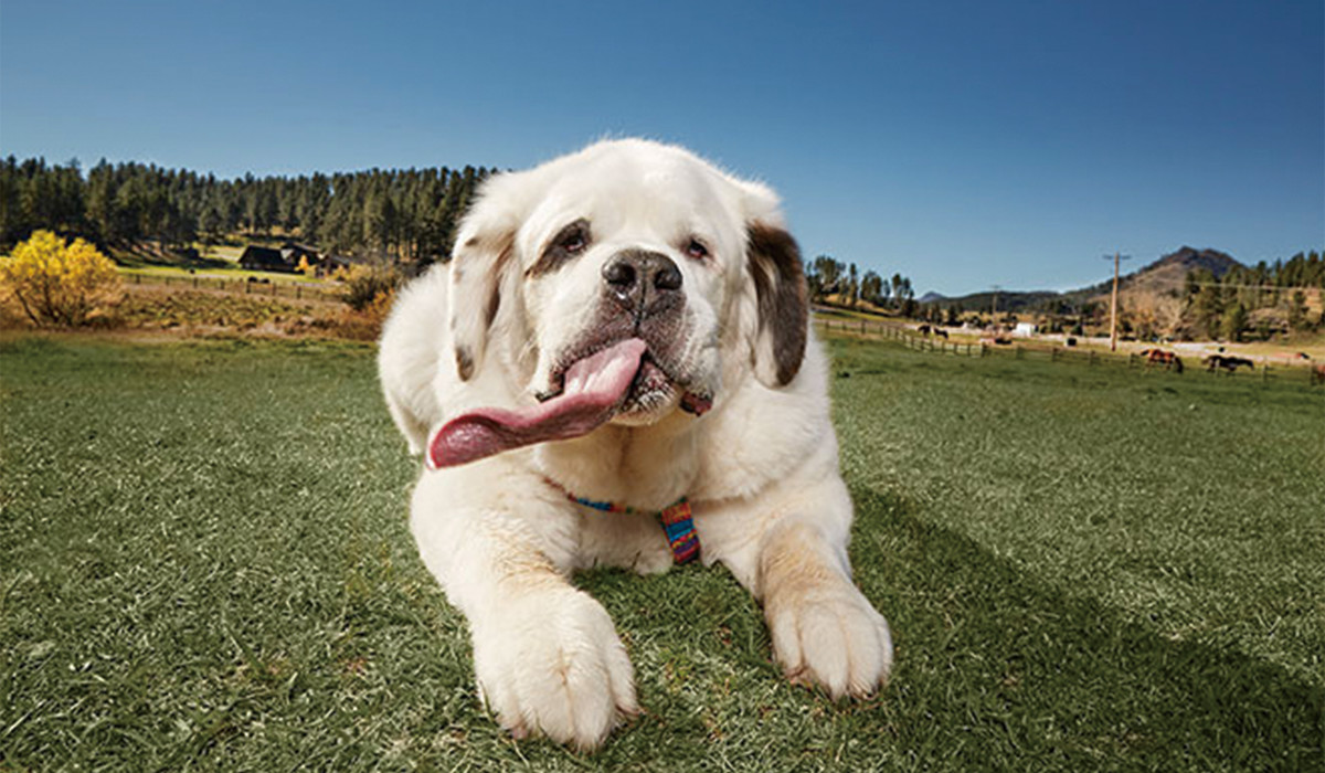 イヌニュース 世界一長い舌をもつ犬 18 58 Cmでギネス世界記録認定 The Woof イヌメディア