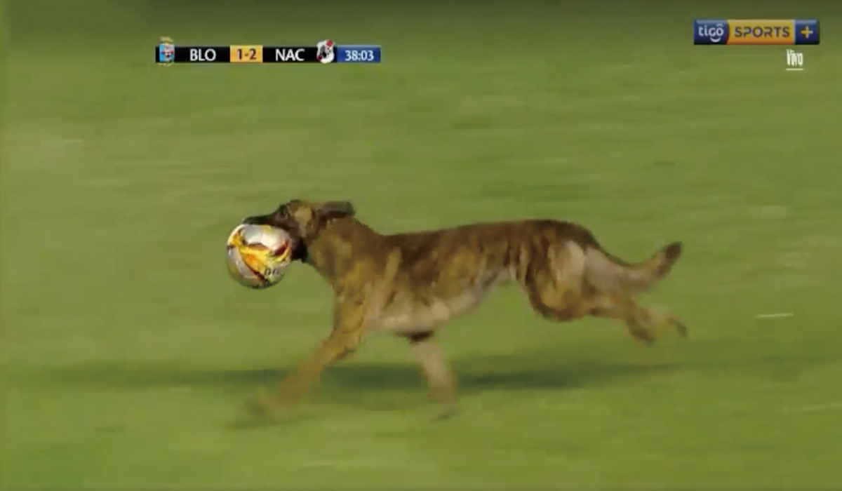 警察犬 サッカーの試合を妨害 人間がボールを独占したことに憤慨か The Woof イヌメディア