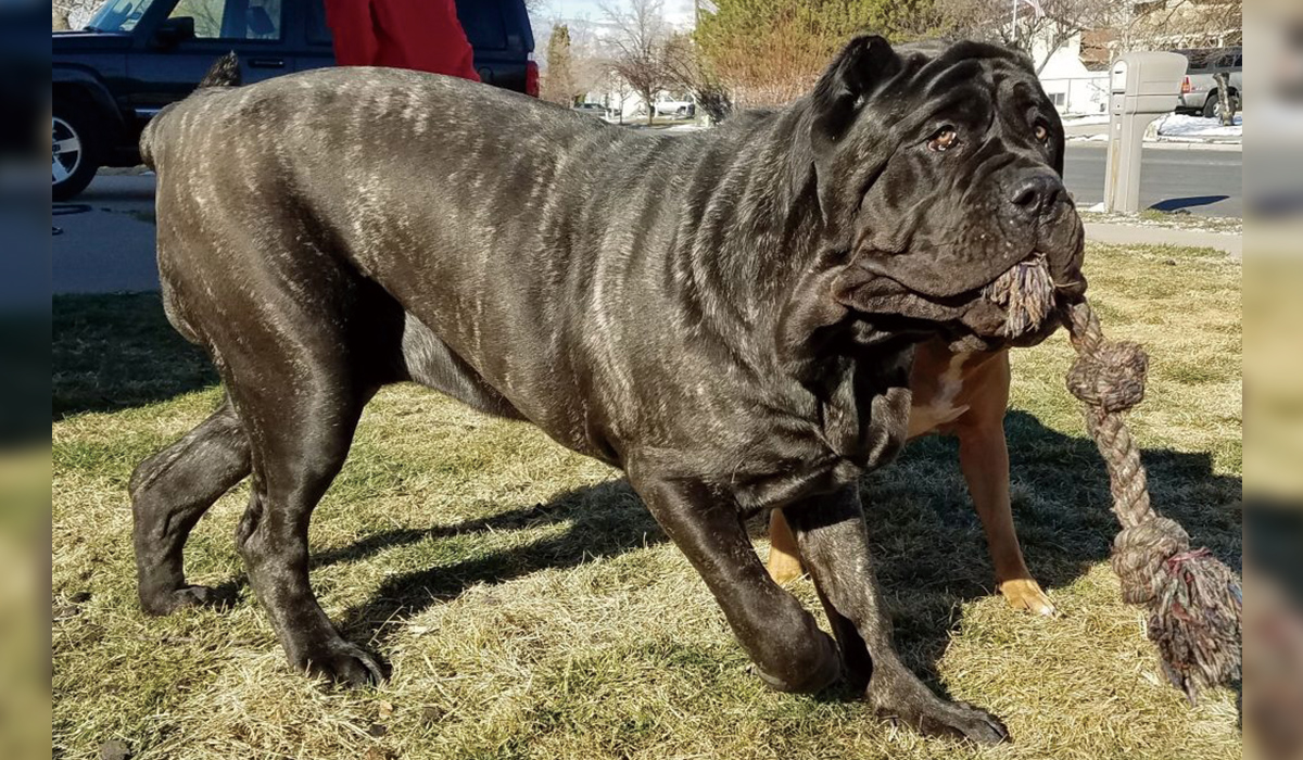 世界一大きな子犬 9ヶ月齢で80kg超えのアメリカン モロサス The Woof イヌメディア