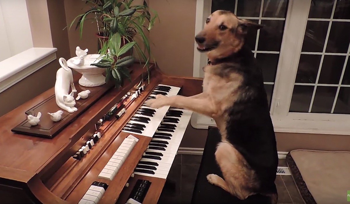 鍵盤の上を肉球が踊る 犬が奏でるピアノ曲 The Woof イヌメディア