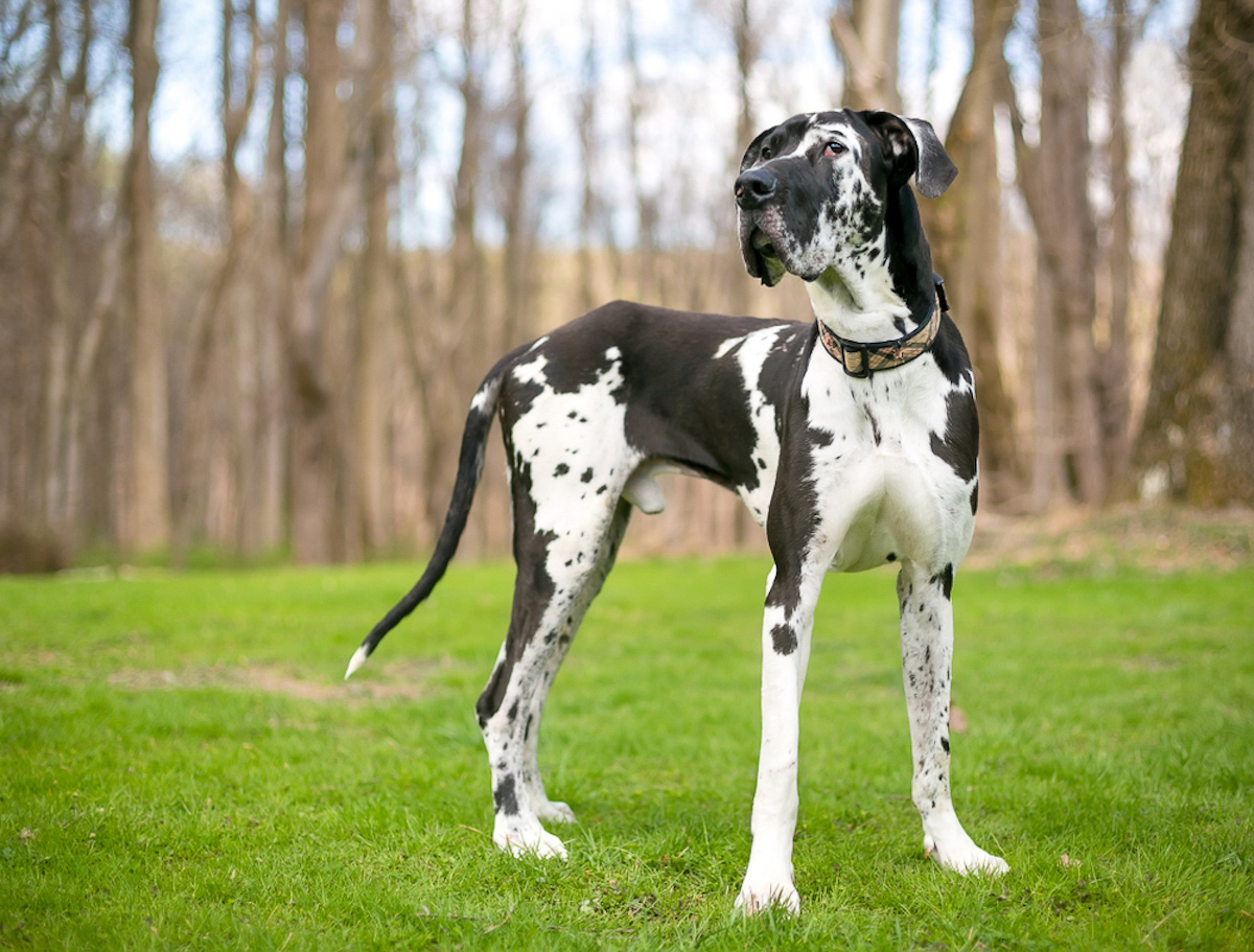 白黒 ブチ の犬 斑点 ティッキング ハルクイン The Woof イヌメディア