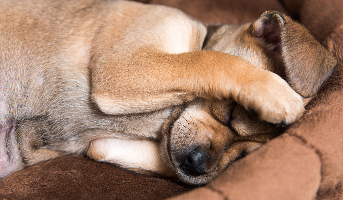 犬 うなされる 痙攣