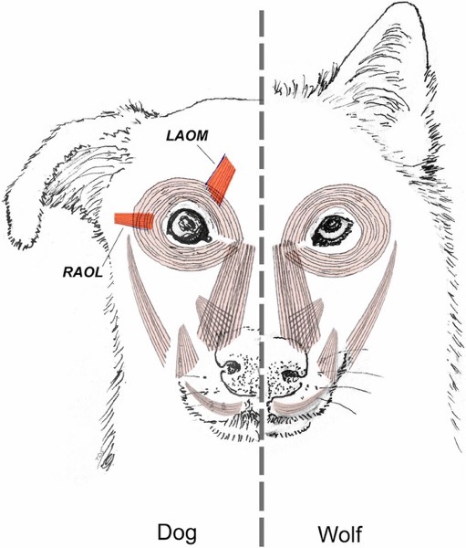 F1 Facial musculature in the wolf  dog
