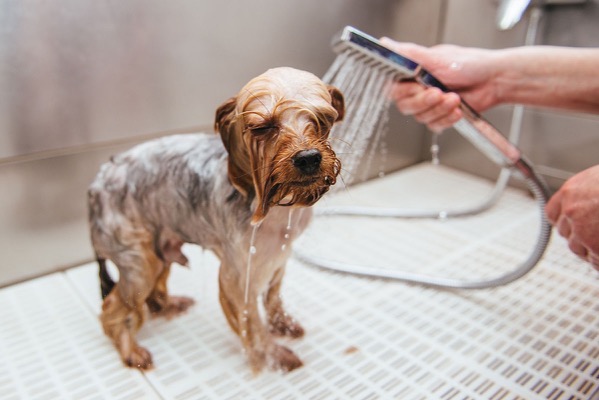 Dog taking shower