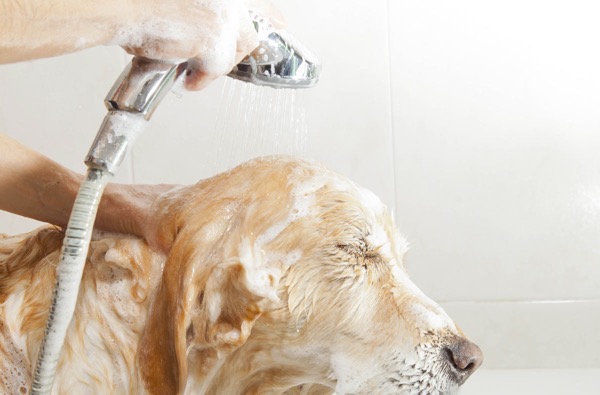 Dog taking shower