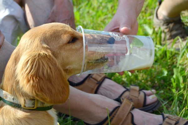 Golden sausage dog drink water
