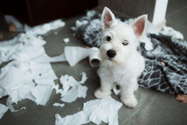 犬の分離不安