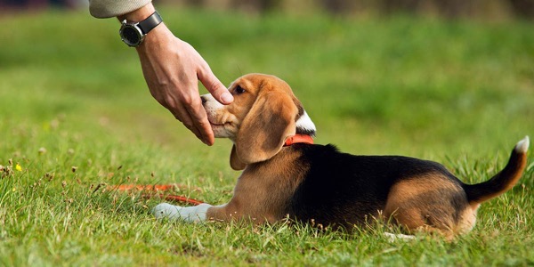 Touching beagles face
