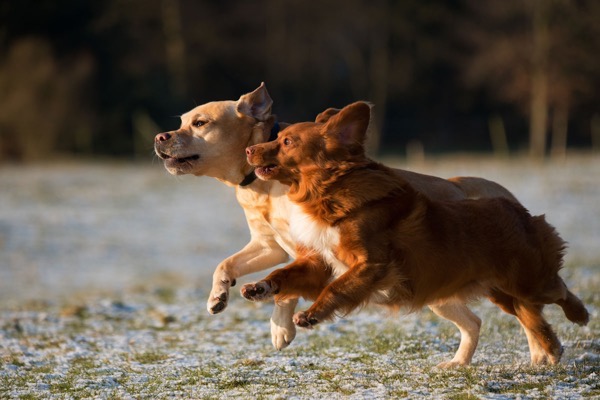 Two dogs running