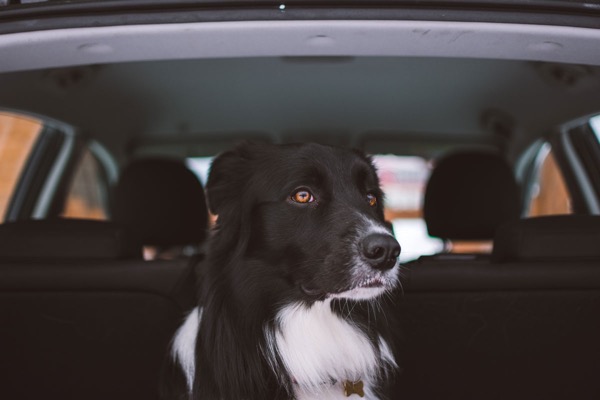 Black and white dog sitting in the car