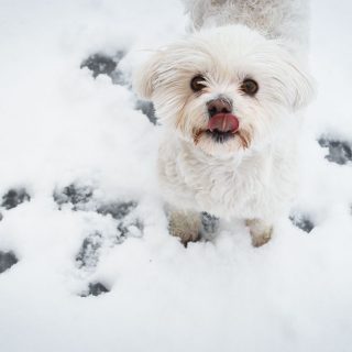 white-dog-in-snow