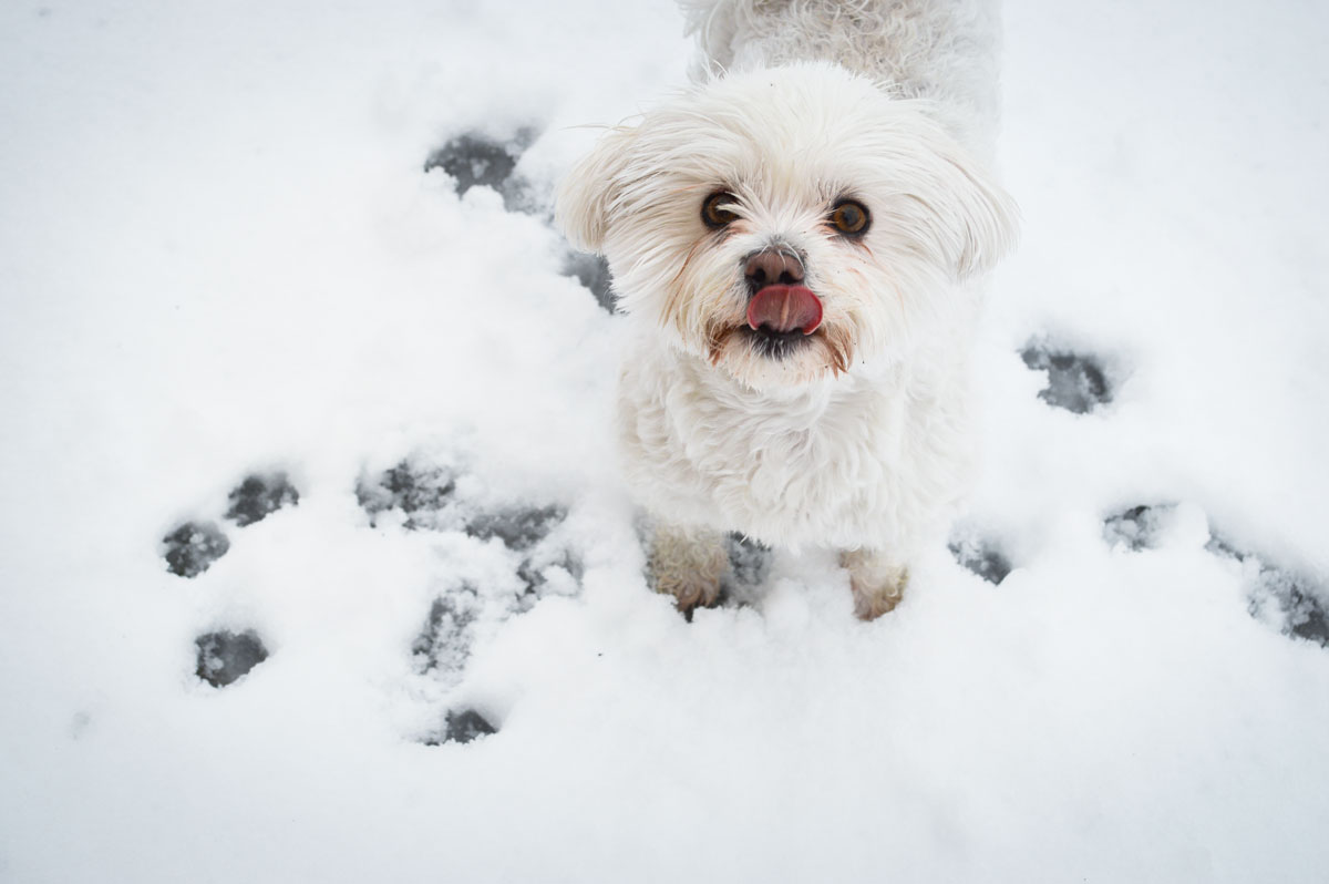 white-dog-in-snow